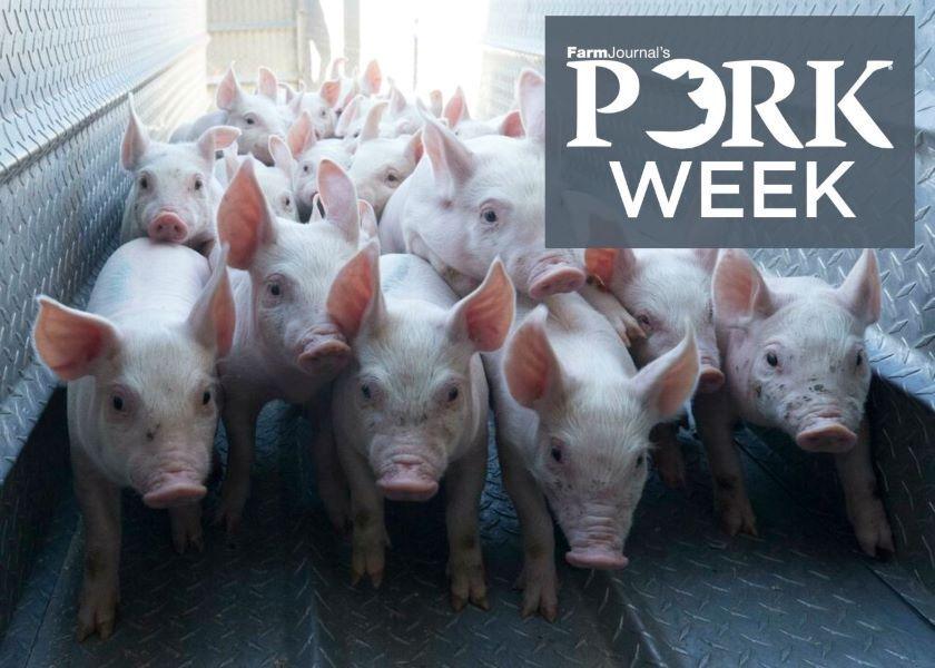 Cash Feeder Pig Prices Average 41.20, Down 2.98 Last Week Pork Business